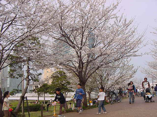 cherry blossom, picnic