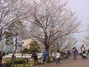 ohanami, cherry viewing, picnic