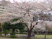 Picnic under cherry trees is very popular in Japan during the cherry blossom months in spring