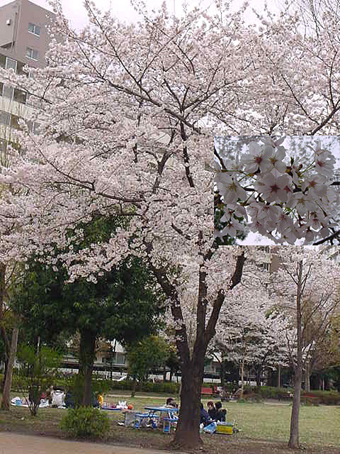 cherry blossom