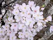 sakura cherry viewing