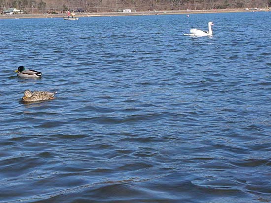 a swan on lake yamanakako, lifestocks