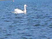 a swan and birds on yamanakako